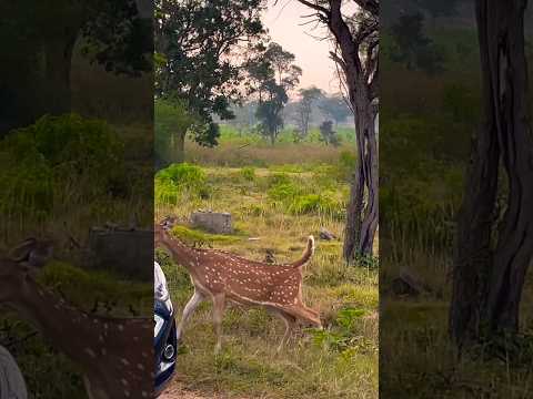 Do not feed wild life 🚫🙅 #wildlife