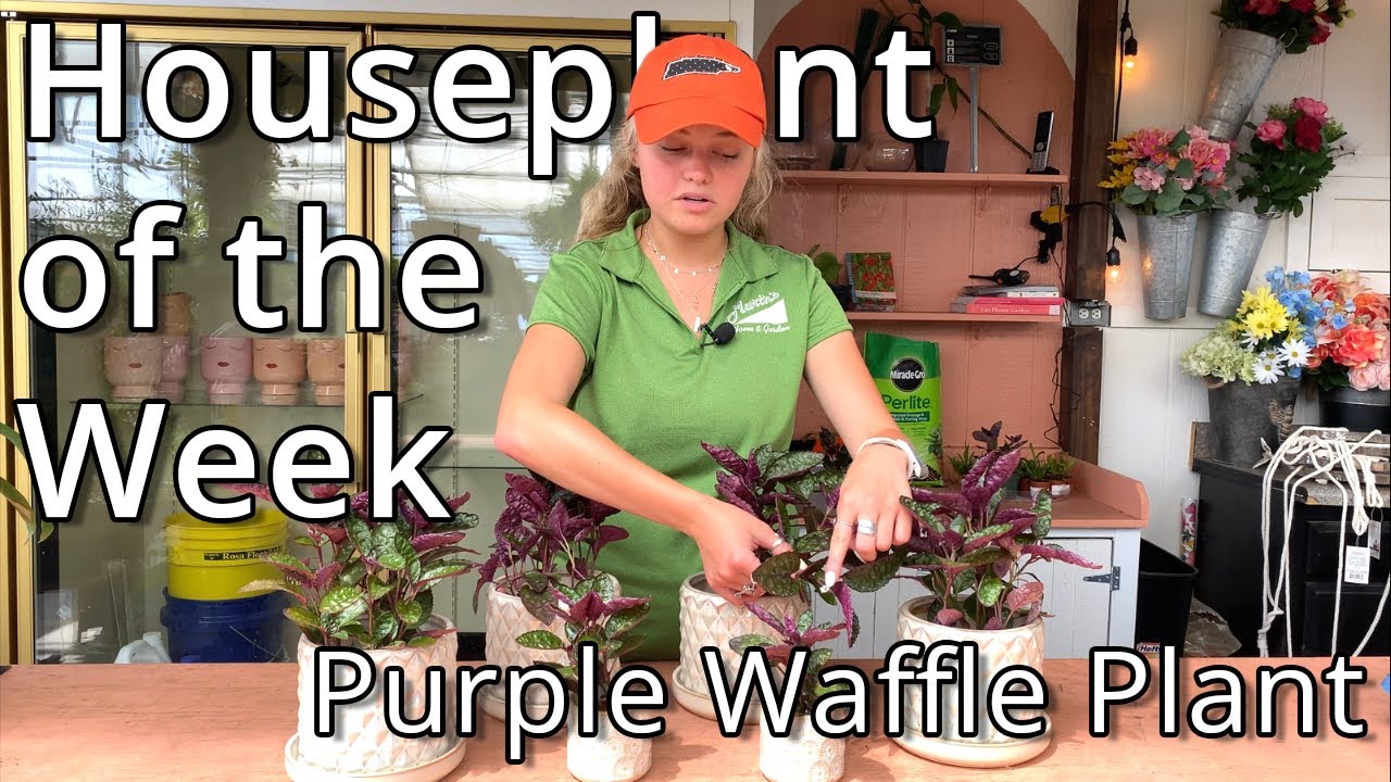 Purple Waffle Plant - Houseplant of the Week