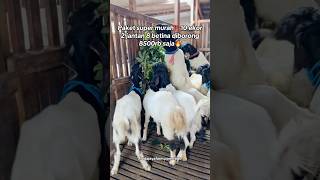 Download lagu Super economical package of 10 Etawa, 8 females and 2 males, bought for only 8500 thousand 😲 #mud... mp3