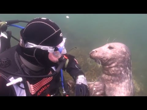 Taucher versteht nicht, was die Robbe von ihm will - dann nimmt das Tier seine Hand...