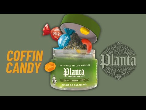 Coffin Candy Strain Leafly