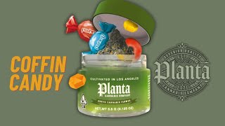 The COFFIN CANDY strain by PLANTA