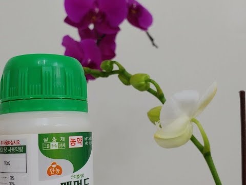 , title : '호접란 해충 총채벌레 완전하게 방제하는 방법. How to get rid of harmful insects in the Orchids Phalaenopsis.'