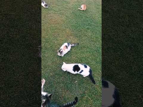 Feeding cats Najwa jumped and scratches my fingers ,the rest were caressed smooth #love