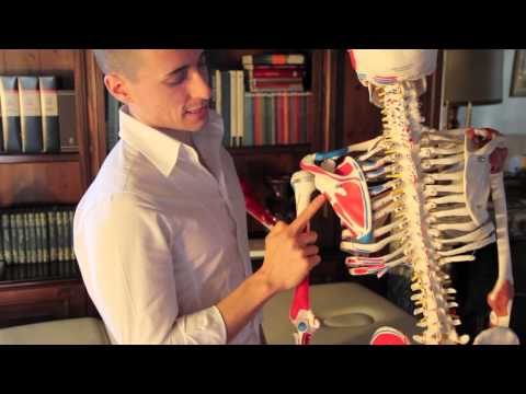 I Muscoli principali del Braccio (Origine Inserzione, Funzione)