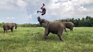 animales acrobacias en el elefante