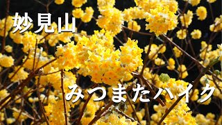 【妙見山】ミツマタ