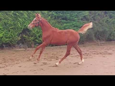 Top Quality Colt Foal - Image 2
