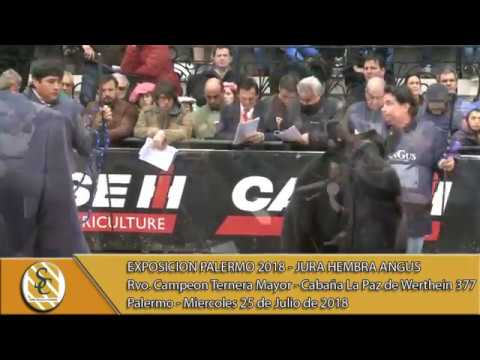 25-07-18 Campeonato Ternera Mayor - Jura Hembra Angus - Palermo