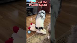Jumbo lamb chops: must-have dog toy on flash sale! #lambchops #dogplush