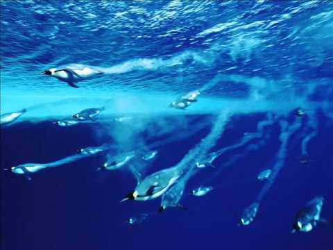 Avicii vs Artistic Raw - Penguin in Rio de Janeiro (Mark Oliver mashup)