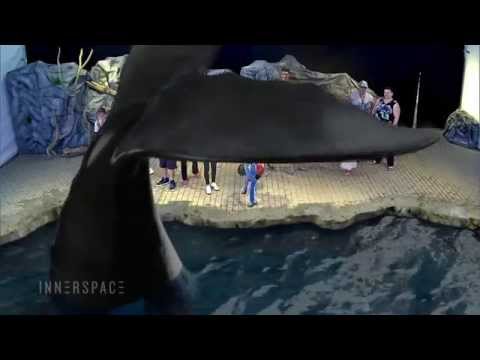 Air, Land & Sea Augmented Reality at the Toronto Zoo
