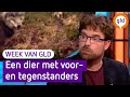 De wolf in Gelderland, een dier met voor- en tegenstanders | De Week van Gelderland