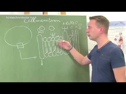 Kreidezeit 122: Zellmembran