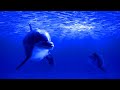 Relaxing Sleeping Music Soothing Meditation Music Stress Relieving Calming Music
