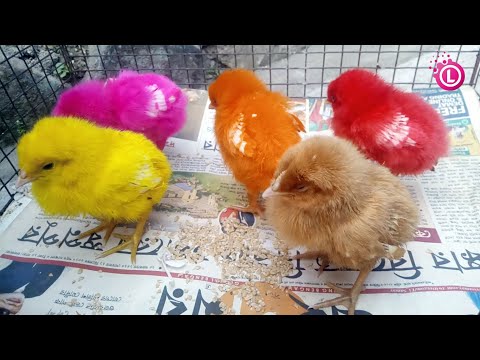Amazing Coloured chicken Baby - Baby Chicks Play | Our Lifestyle Video