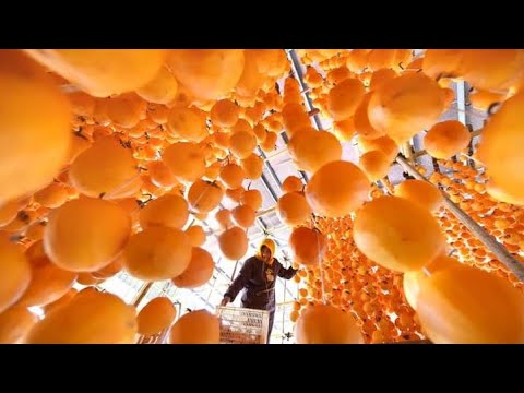 harvesting Japan dried persimmons