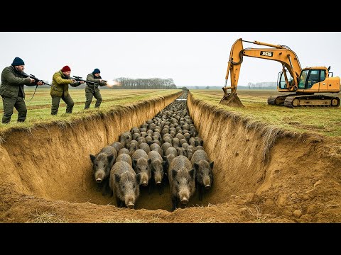 This Simple Ditch Trap Outsmarts Thousands of Wild Boars