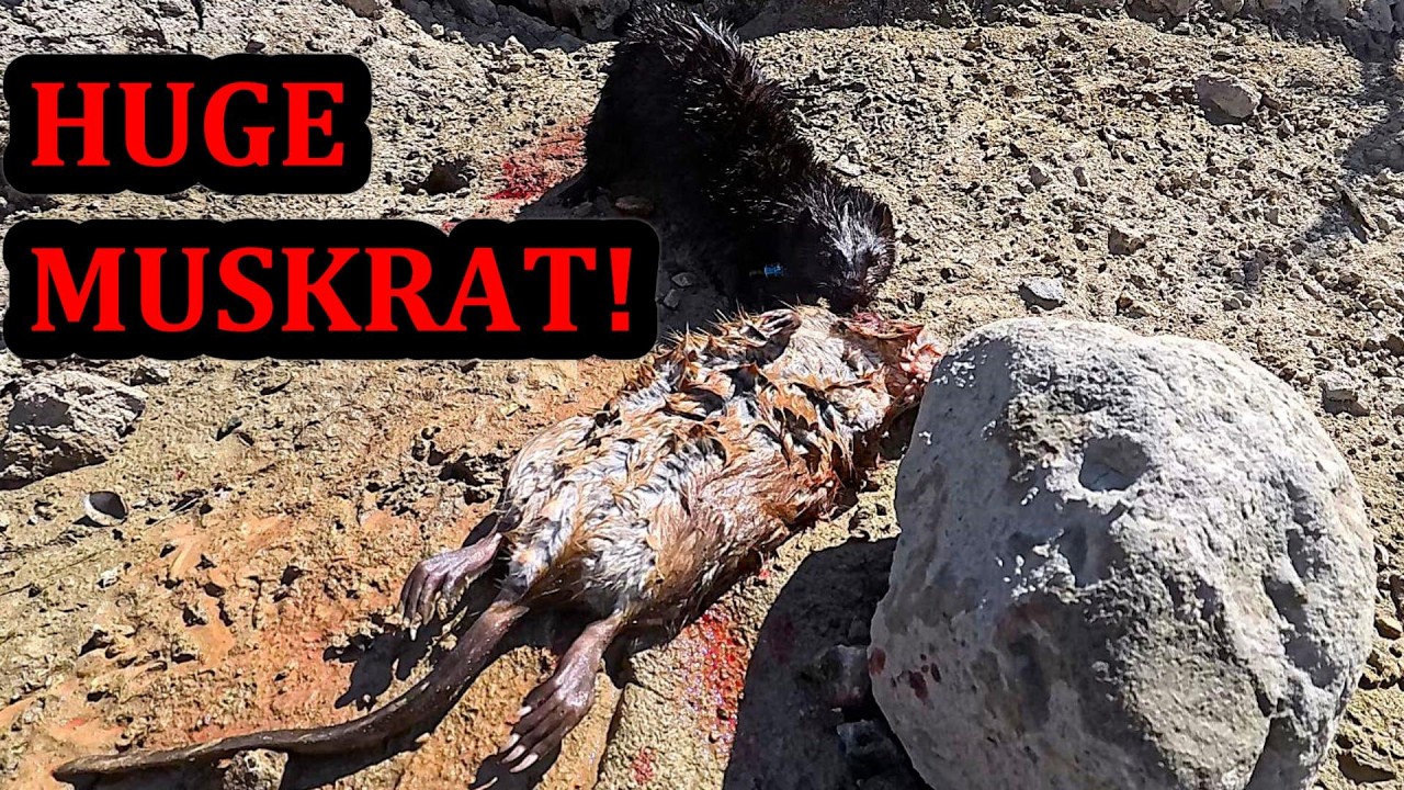 HUGE Muskrat Caught by Spark