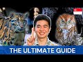 The ULTIMATE Guide To Night Safari Singapore