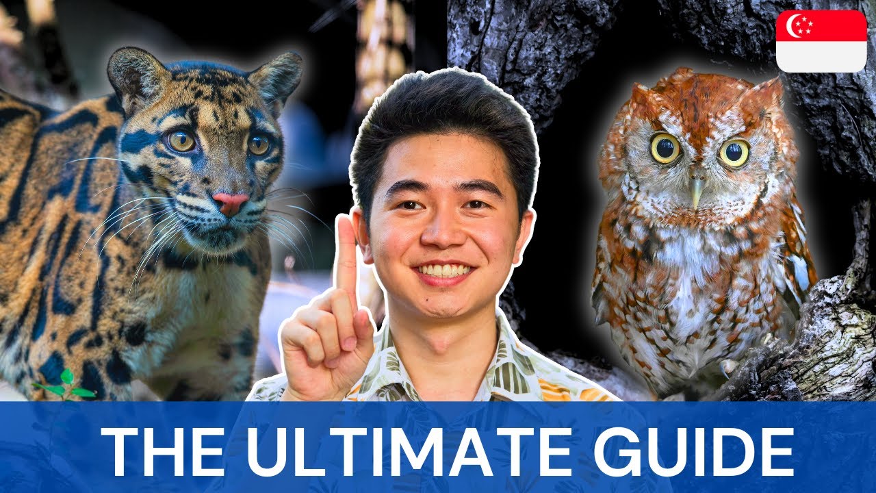 Embark on a captivating 40-minute tram ride, explore four walking trails, and spot nocturnal creatures like lions and hyenas on our dynamic night safari.