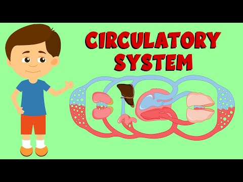 Circulatory System - Cardiovascular System - Anatomy and Function - Circulation Types