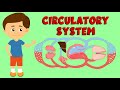 Circulatory System - Cardiovascular System - Anatomy and Function - Circulation Types