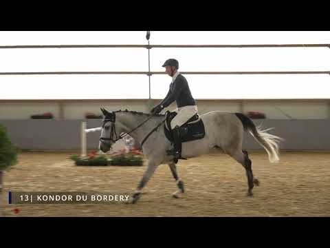 3. Online Auktion Sportpferde Schlamminger: Lot 13 Kondor de Bordery