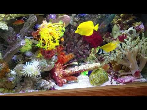 December 23, 2018 75-gallon tank