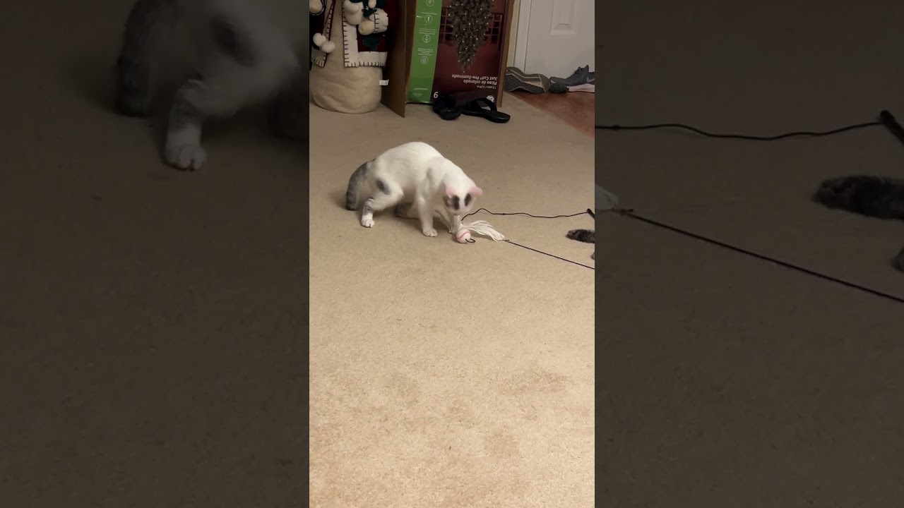 Enlarge Miss Bella, an adoptable mixed breed in Hickory, NC video 2/4