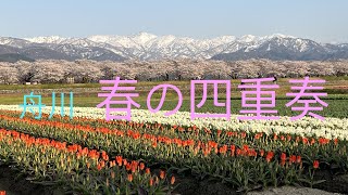 舟川　春の四重奏　　富山　あさひ　2022.4.10、12