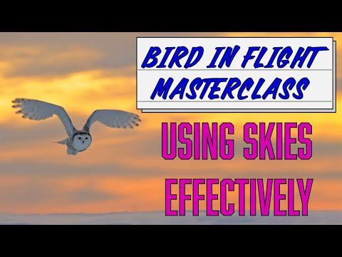Birds in Flight Photography #1: Mastering Exposure and taking impactful skies
