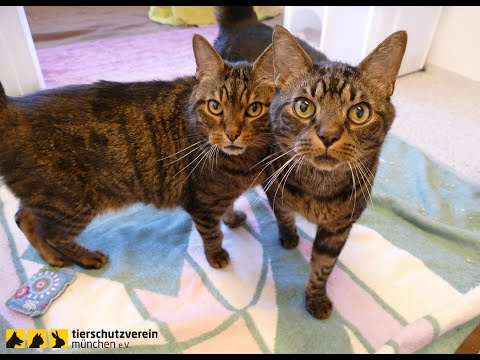 Notfellchen Nero & Nelson