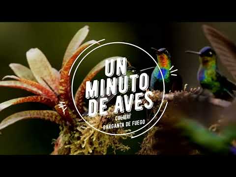 Un Minuto de Aves #124 Colibrí Garganta de Fuego