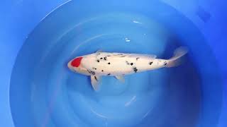 video van Tancho Sanke 2302013