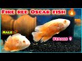 Oscar Fish Male And Female Identification || #fish #oscarfish #monsterfish #aquarium #viral #vlog
