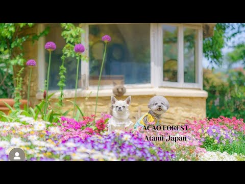 Best Day Trips Near Tokyo || Japan Travel Vlogs