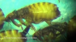 preview picture of video 'Under Microscope: Cat Flea Ctenocephalides felis in Ukraine 03.03.2015'