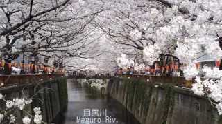 preview picture of video '[#005]  桜  #2  目黒川  [ Cherry blossoms  #2  Meguro River (Tokyo, Japan) ]'