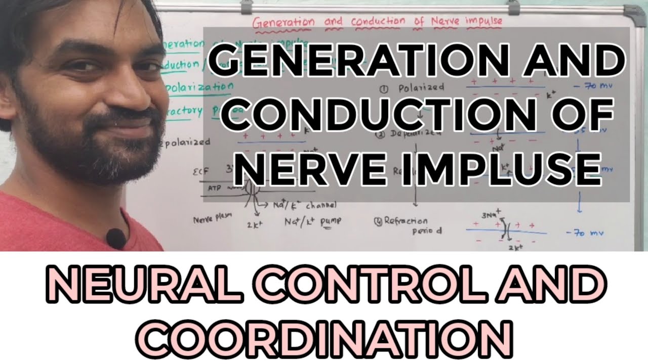 Generation and conduction of nerve impulse