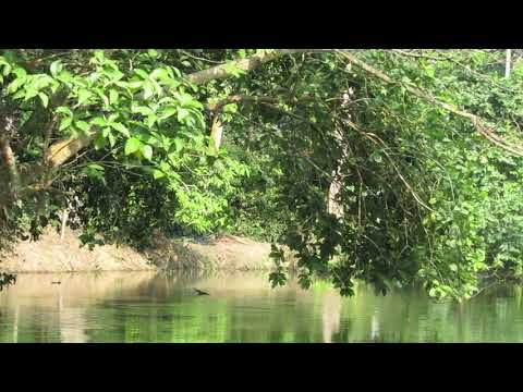 Black Drongos enjoying bath