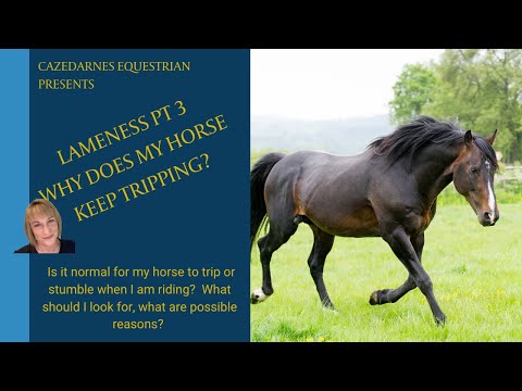 Horse Tripping - Is it normal?  Why does my horse trip/stumble