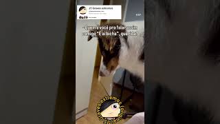 E minha border collie que ficou hipnotizada pelo novo integrante da família
