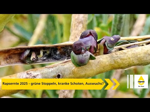 Rapsernte 2025 - grüne Stoppeln, kranke Schoten Teil 2