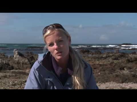 New shark research programme launched in South Africa