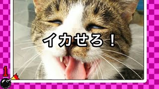ぽっぷちゃん のライブ配信