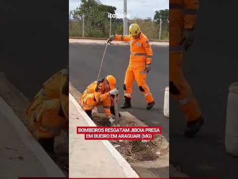 BOMBEIROS RESGATAM JIBOIA PRESA EM BUEIRO EM ARAGUARI (MG)
