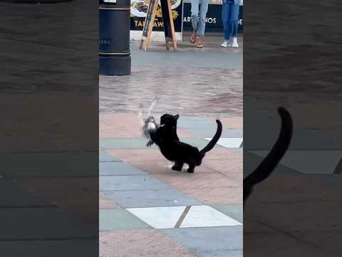 🐈‍⬛ GATO cazando PALOMA 🕊️ #animales  #supervivencia #gato #cazando #paloma #parati