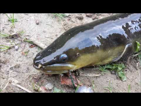 Smoked Eel Preparation*
