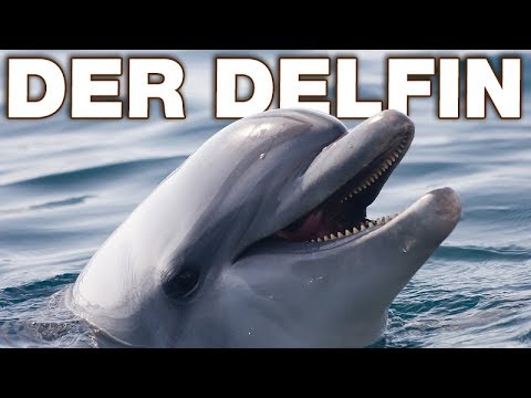 Der Delfin - Anatomie und Biologie | Alternative Fakten fürs Referat | Parodie
